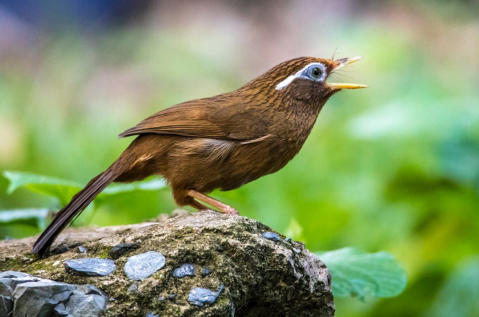 Cách thuần dưỡng chim khướu – Chim Cảnh Việt