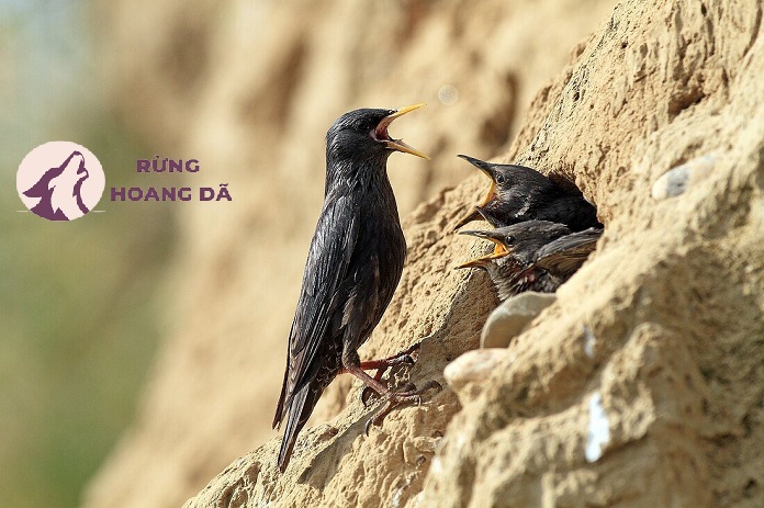 Danh sách các loại chim sáo ở Việt Nam hiện nay biết nói