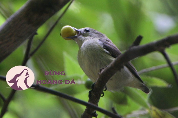 Hướng dẫn phân biệt chim sâu xanh trống mái | Diễn Đàn Chim Cảnh Việt Nam
