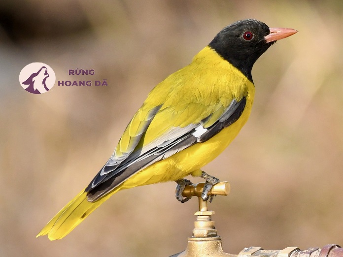 Chim cảnh mắc bệnh và các dấu hiệu nhận biết sớm nhất