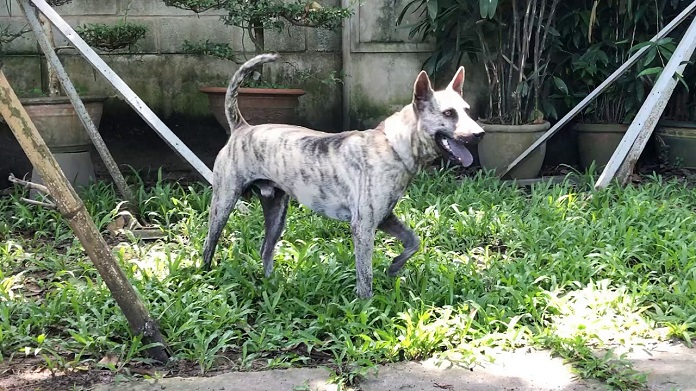 Chó Phú Quốc