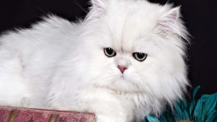 mèo Ba Tư lông dài