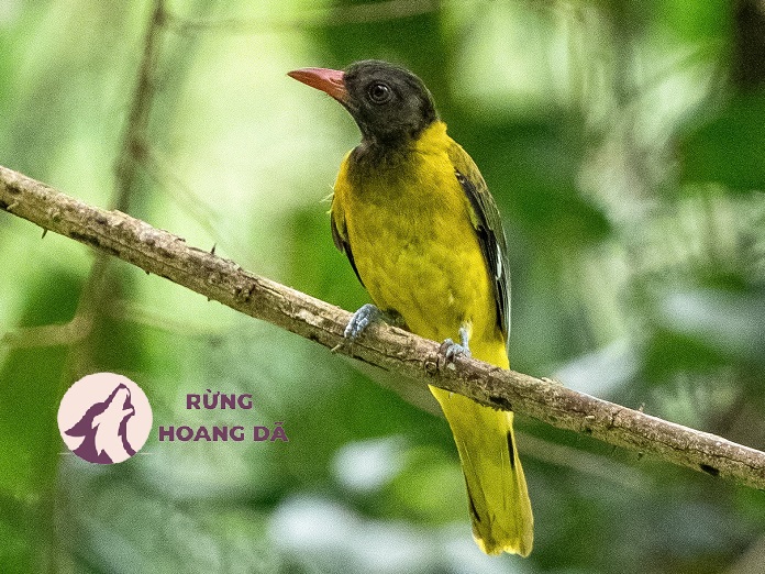Vẻ đẹp khó cưỡng của các loài chim vàng anh ở Việt Nam