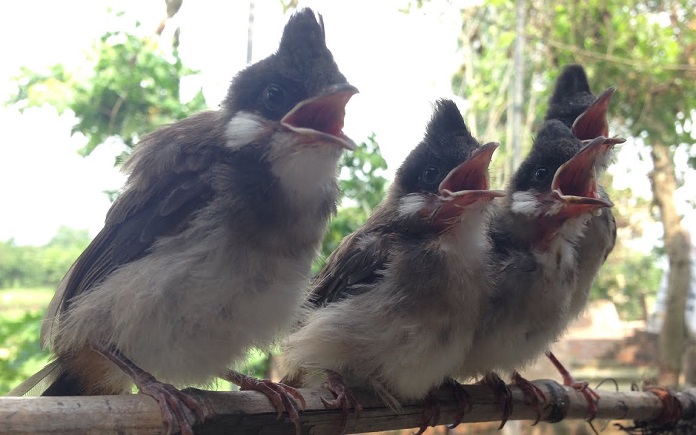 VIDEO: Tận mục những màn thi của chim chào mào đột biến gen 'độc nhất vô  nhị'