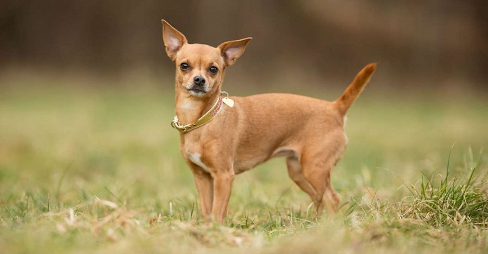 Chó Phốc lai Chihuahua