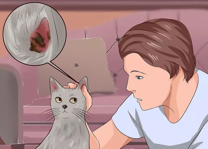 cách lấy ráy tai cho mèo