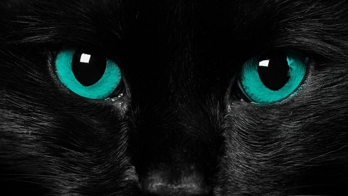 [Giải đáp] Vì sao mắt mèo sáng vào ban đêm chính xác nhất?