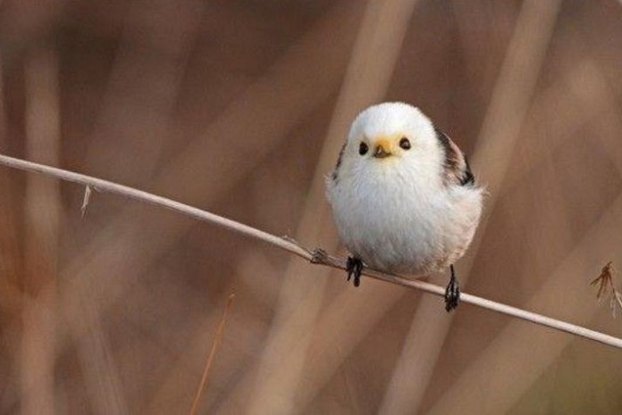 Phân biệt chim bạc má trống mái chính xác