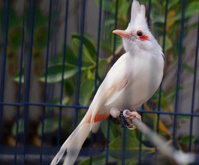 Các giống chim cảnh phổ biến thường được nuôi tại Việt Nam