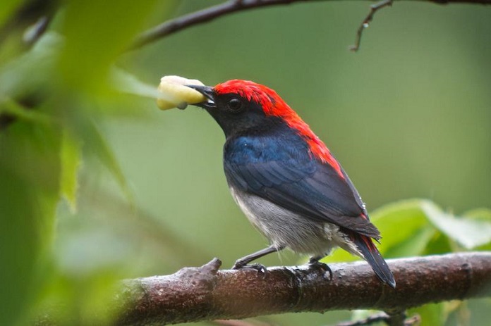 Chim sâu hay đặc biệt là chim sâu đầu đỏ là một loài chim vô cùng