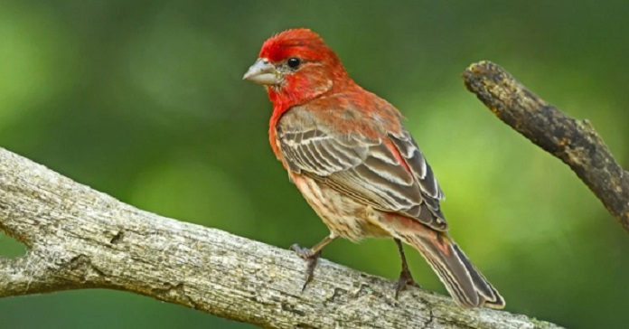 Chim sẻ đầu đỏ Bắc Mỹ