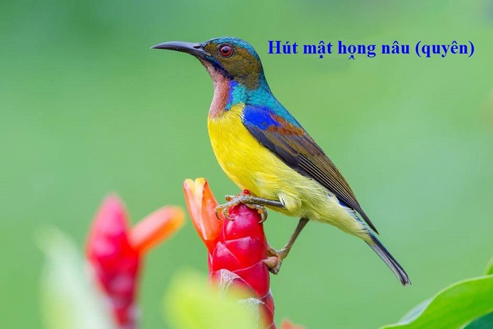 Hút mật họng nâu, (Đỗ quyên) (Brown-throated Sunbird) - Anthreptes malacensis