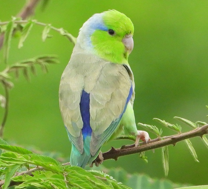 Đặc điểm ngoại hình của Vẹt Parrotlet