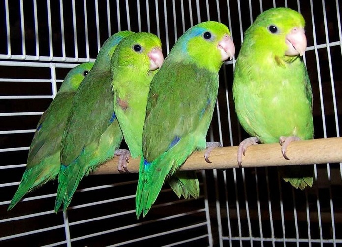 Làm thế nào để nuôi sinh sản Vẹt Parrotlet | Pet Mart