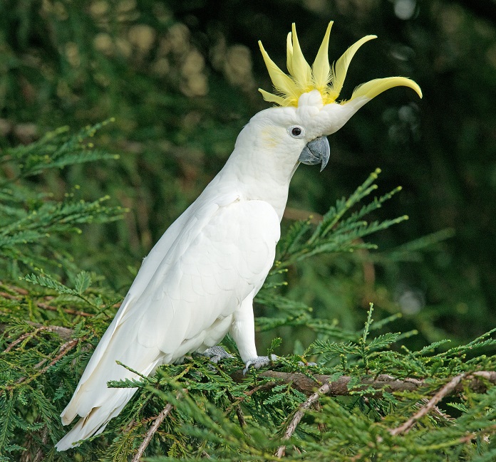 Vẹt Mào Lưu Huỳnh Là Một Loài Chim Màu Trắng Với Mào Vàng Và Mỏ Đen Hình  ảnh Sẵn có - Tải xuống Hình ảnh Ngay bây giờ - iStock