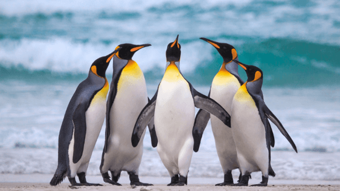 Vài nét về loài chim cánh cụt