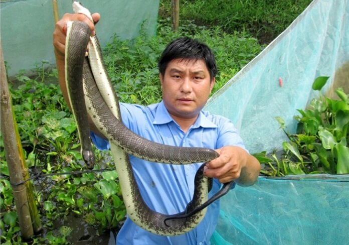 Kỹ thuật nuôi rắn Ri cá như thế nào?
