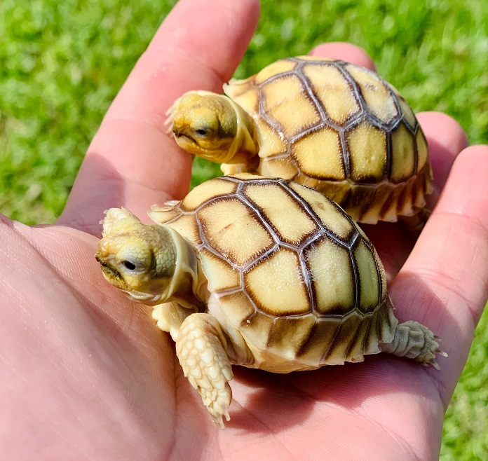Rùa Châu Phi Sulcata Tortoise