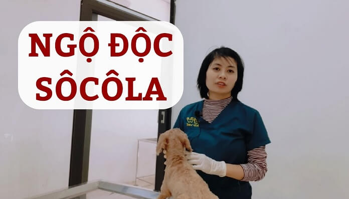 Những dấu hiệu nhận biết chó bị ngộ độc Socola