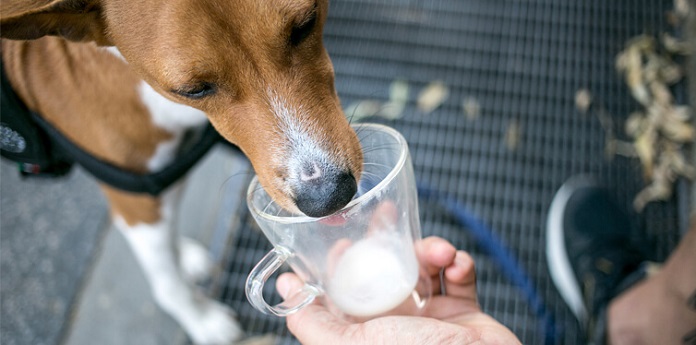 Những lợi ích của Sữa chua đối với chó cưng