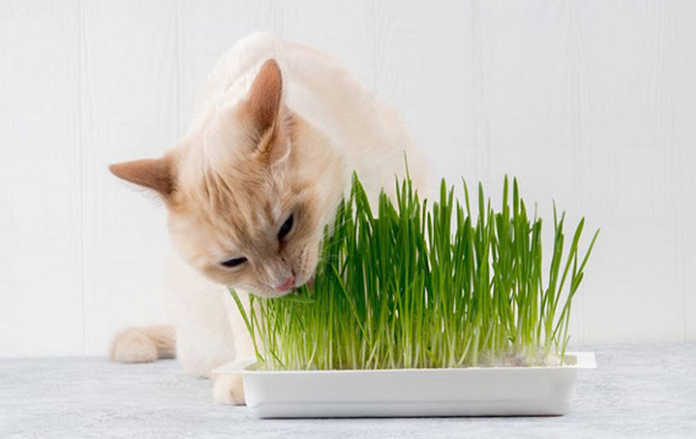 cỏ mèo là gì