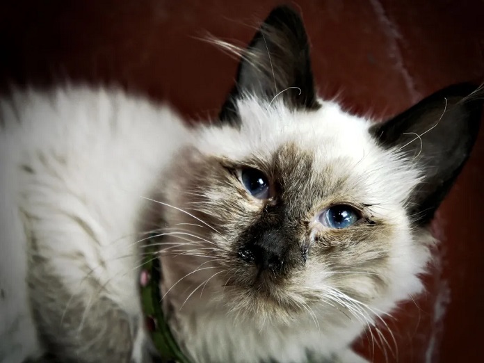 Chẩn đoán nguyên nhân khiến mèo chảy nước mắt nhiều