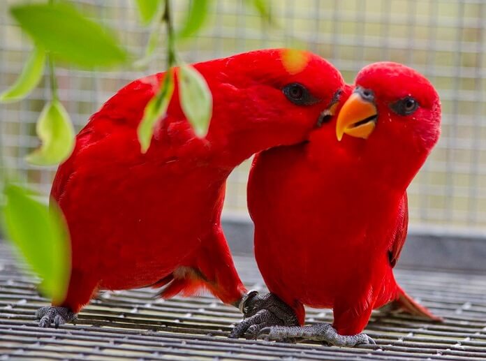 Vẹt Vẹt Chim Vẹt - con vẹt màu đỏ png tải về - Miễn phí trong suốt Vết png  Tải về.