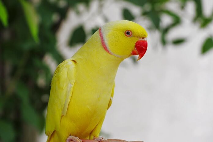Top 10 Loài chim biết nói thông minh nhất thế giới - toplist.vn