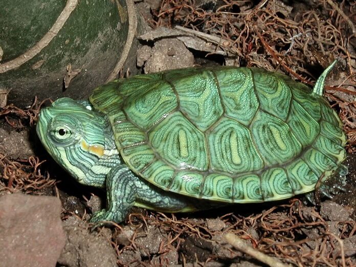 Rùa xanh, Rùa tai đỏ nguy hiểm như thế nào đối với tự nhiên?