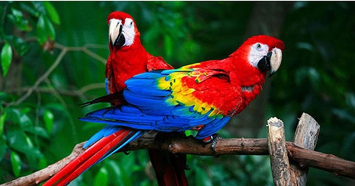 Từ A – Z về loài vẹt Macaw và 5 sự thật về chúng -