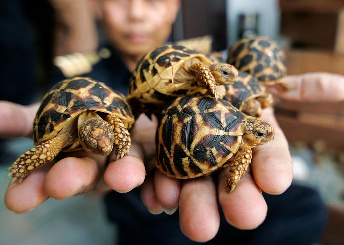 Kinh nghiệm nuôi Rùa sao Ấn Độ hiệu quả