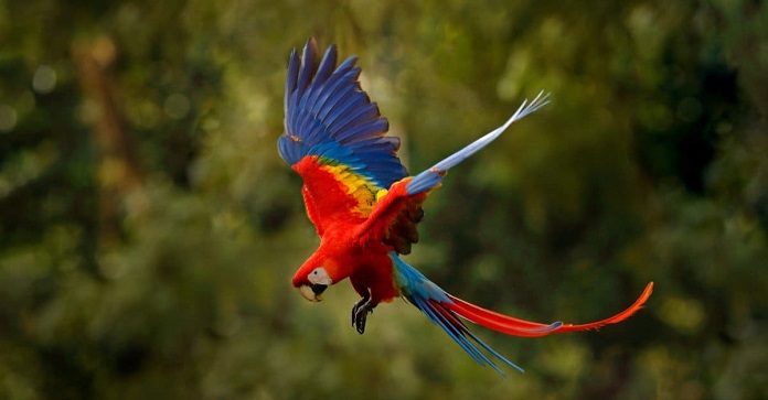 Du lịch Lửa Việt - Văn phòng Phú Mỹ - Vẹt đỏ đuôi dài (Scarlet macaw) Vẹt  đỏ đuôi dài là một trong những thành viên đẹp nhất và lớn nhất của