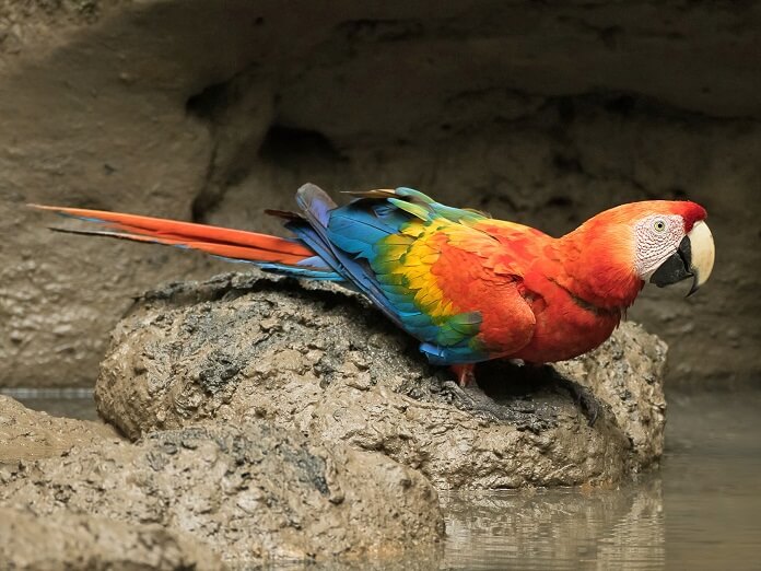 Nguồn gốc của loài Vẹt Nam Mỹ