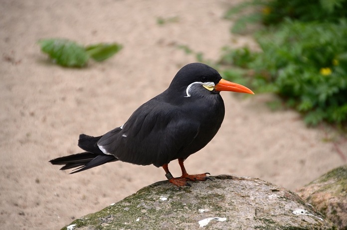 Chim mỏ đỏ -  Inca Tern