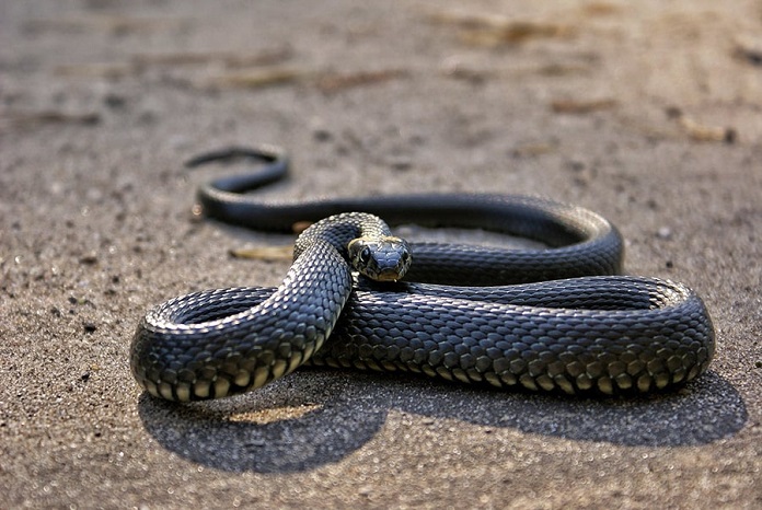 Rắn màu đen là rắn gì?