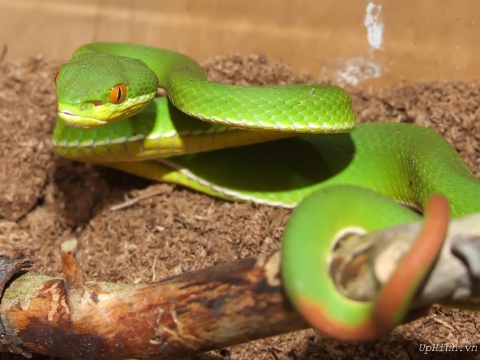 Các loài rắn thường gặp trong nhà - Rắn lục đuôi đỏ