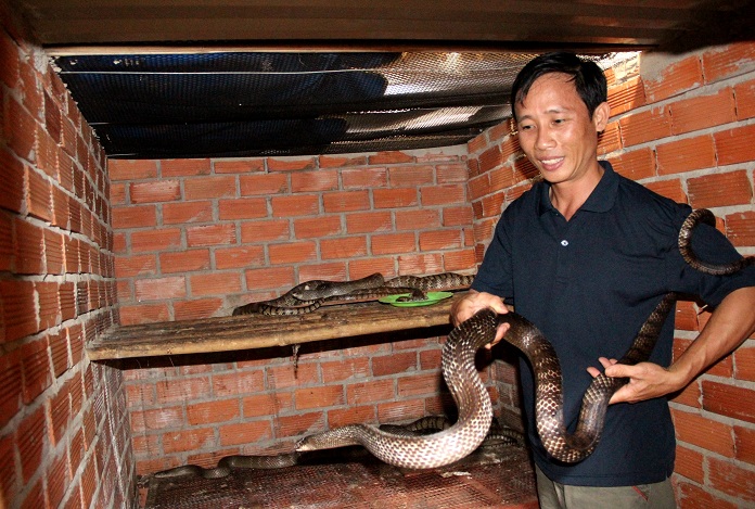 Các loài rắn thường gặp trong nhà - Rắn hổ trâu