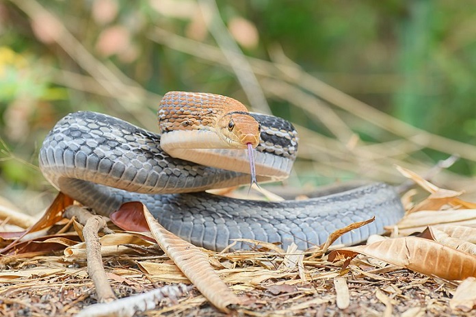 Các loài rắn thường gặp trong nhà - Rắn sọc dưa