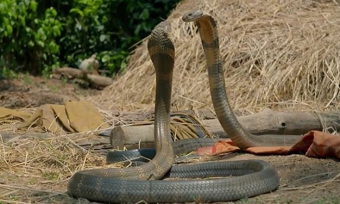 Các loài rắn thường gặp trong nhà - Rắn hổ mang