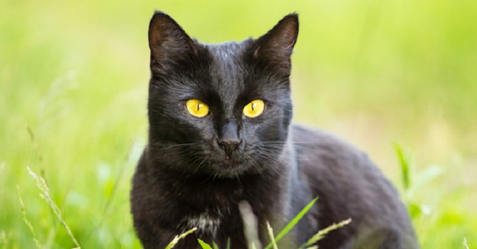 Mèo đen mắt vàng - Mèo Bombay