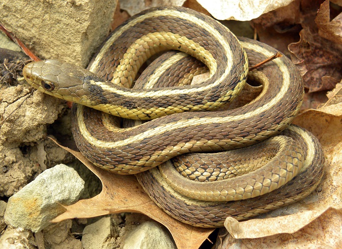 Rắn cỏ vàng (Eastern Garter Snake - Thamnophis sirtalis)