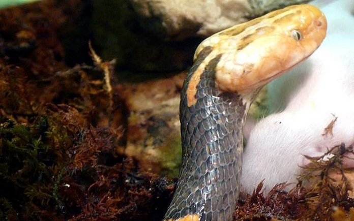 Tập tính sinh sản của rắn Lục đầu bạc