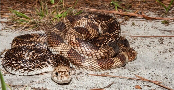  Rắn thông Florida (Florida Pine Snake)