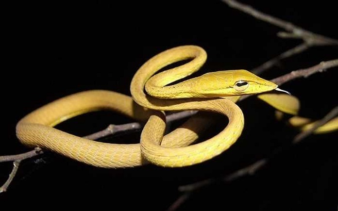 Rắn màu vàng là rắn gì?