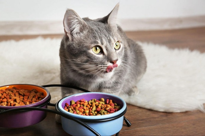 Bạn cần chuẩn bị thức ăn cho mèo đầy đủ