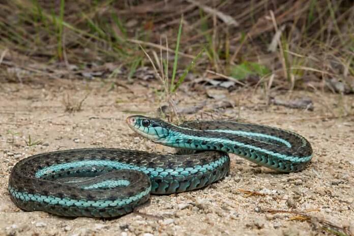 Rắn Garter Sọc xanh - Blue Striped Garter Snake