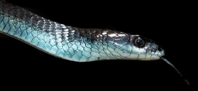 Rắn Cây thông thường pha xanh - Blue Phase Common Tree Snake