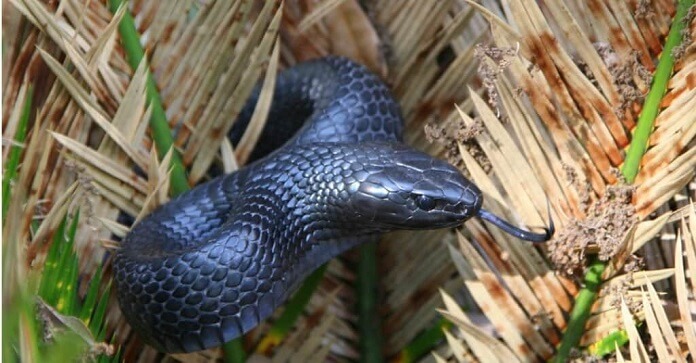 Rắn Chàm phương Đông - Eastern Indigo Snake