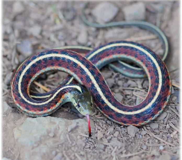 Rắn cỏ San Francisco (San Francisco Garter Snake)