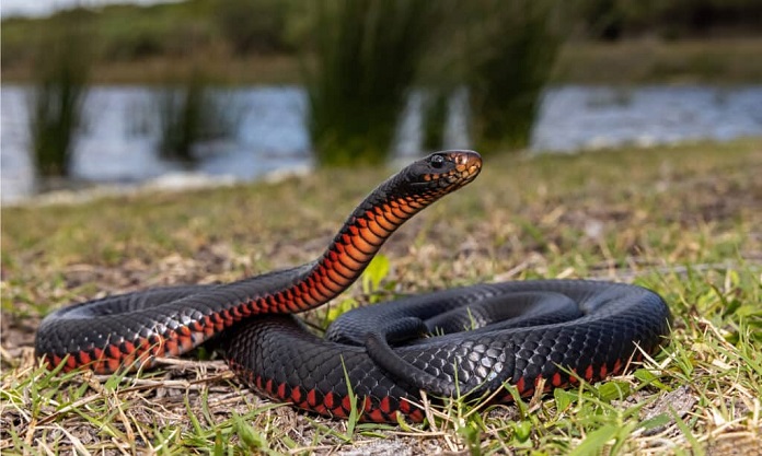 Rắn đen bụng đỏ (Red-Bellied Black Snake)
